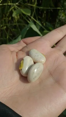 这是老虎豆么?吃了里餐了,嫩的可以连荚吃,老的可以剥豆吃.吃刀豆