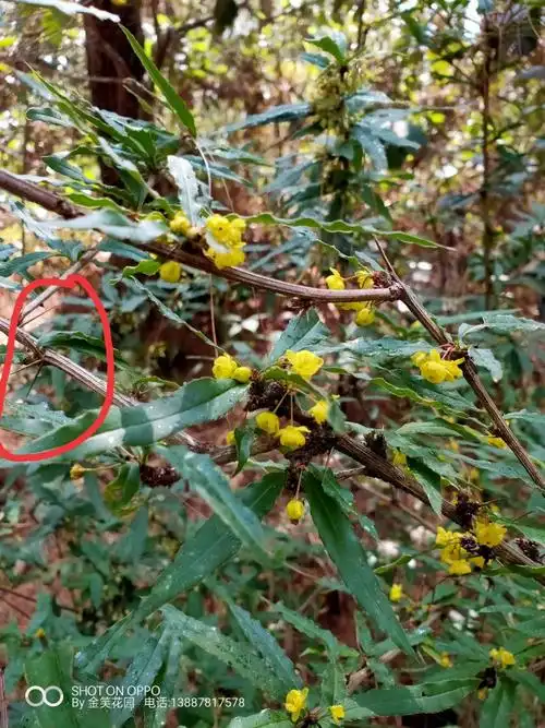 云南 黄连树苗 三颗针三棵针树苗 刺黄连树苗 珍贵材植物树苗