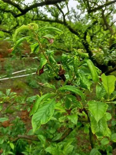 你好老师请问一下我这李子是什么病