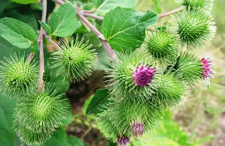 这种植物,果实全是刺惹人厌,但根部价值珍贵,15元一斤成稀罕货
