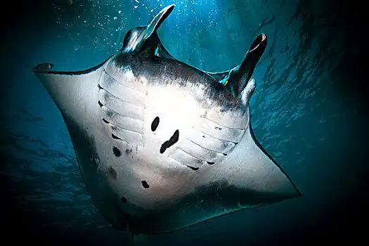 鳐鱼_鳐鱼图片_全景美食