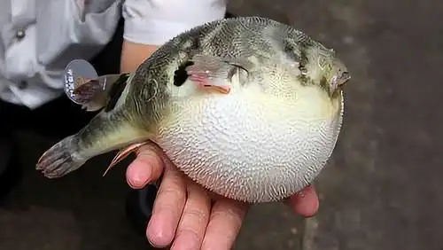 气鼓鼓的河豚看起来人畜无害那是你没被它咬过