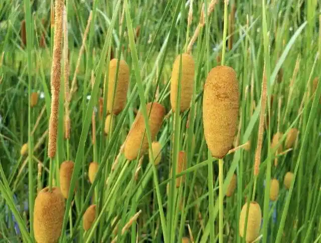 臭蒲草 南阳市第六人民医院 中医科 仲景苑