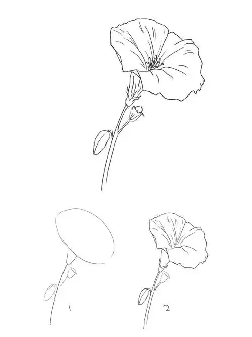 零基础控笔练习109花卉步骤分解图