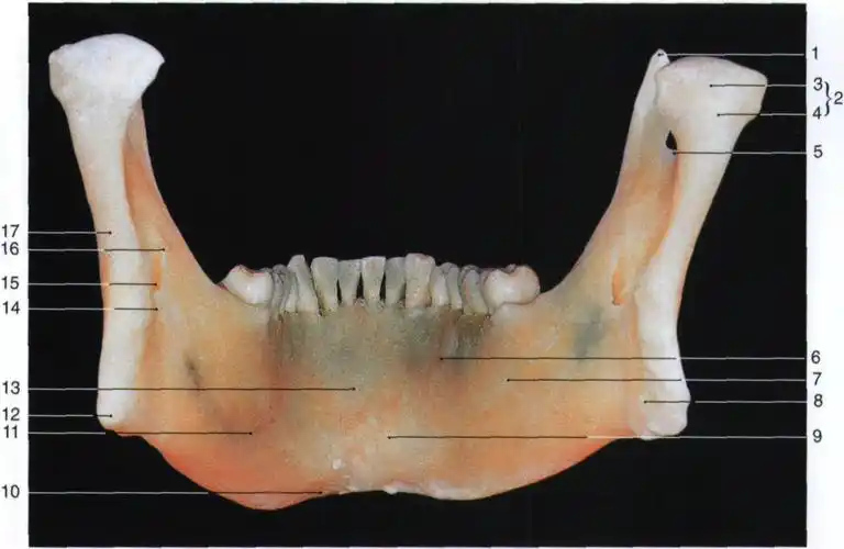 下颌骨(后面观)-颌面口腔应用解剖-医学