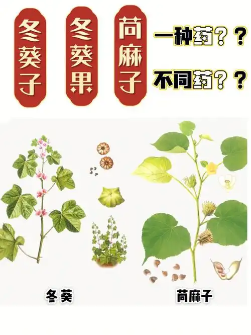 冬葵果,苘麻子三者也是混淆不清的:冬葵果别名冬葵子,冬葵子就是苘