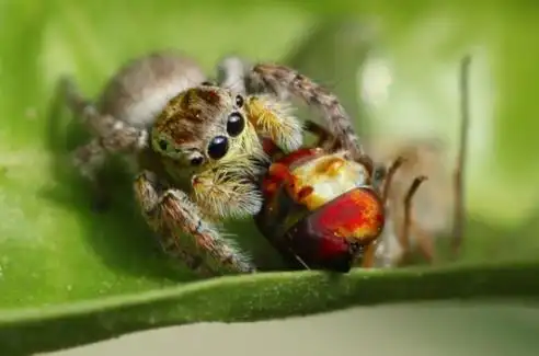 安德逊跳蛛如何饲养?宠物跳蛛的饲养技巧