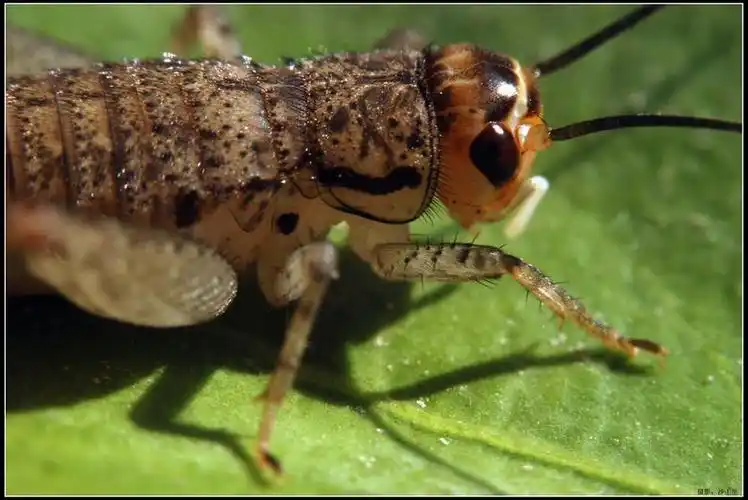 弱弱地看世界——蟋蟀幼虫