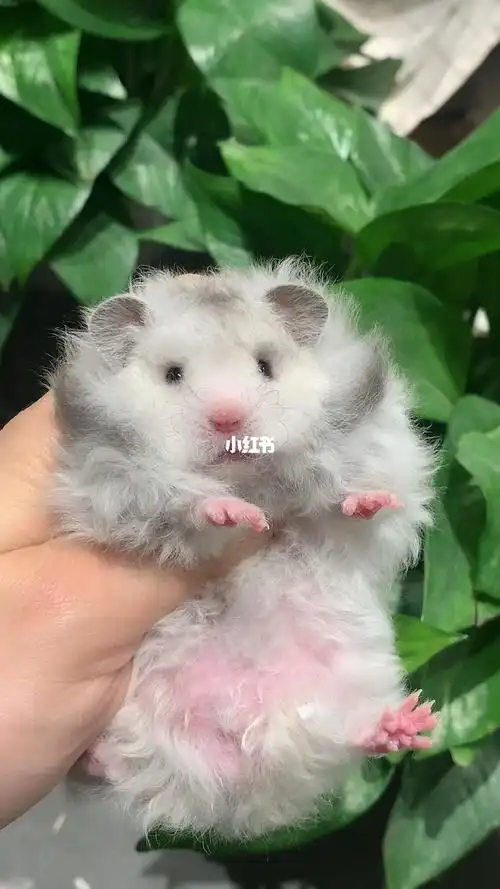 金丝熊上新羊毛卷卷包子脸纯银dd