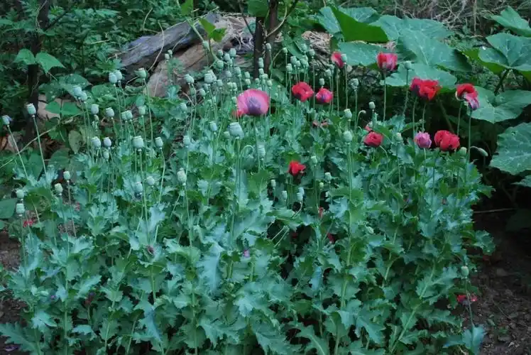 物种资讯 植物资讯中药罂粟壳来源于罂粟科植物罂粟成