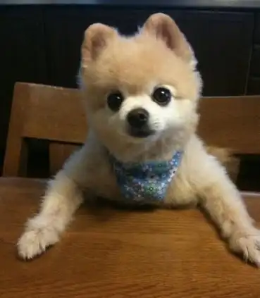 短毛狗 这是什么品种?