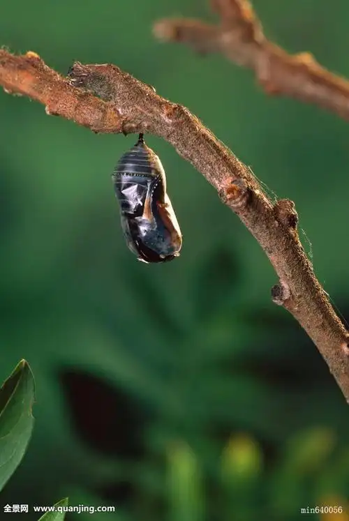 毛毛虫长大之后,就会选择地点,吐丝固定身体,蜕皮化成蛹,这就是蝴蝶的