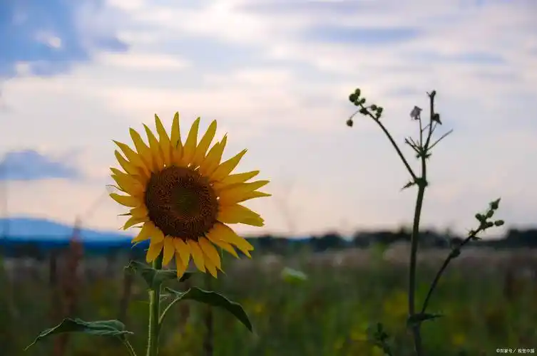 最幸福的事莫过于坦然面对每一个挑战并从中成长.