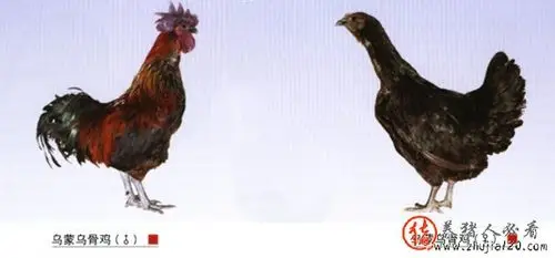 乌蒙乌骨鸡公母图片