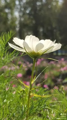 不同颜色的波斯菊有着不同的花语.