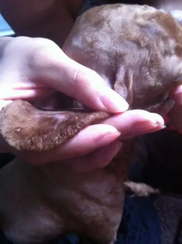 狗狗耳朵上这个病,希望大家帮忙出出办法,不懂是什么毛病,它很痒也很