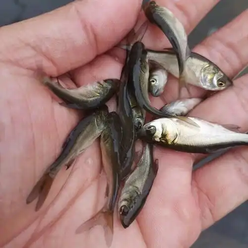 淡水大头鱼苗 白鲢鱼苗 成活率高花鲢鱼苗图片