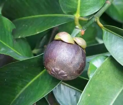 挂果山竹多少钱一棵