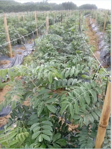 秋季多雨阴凉,牛大力需防灰霉病