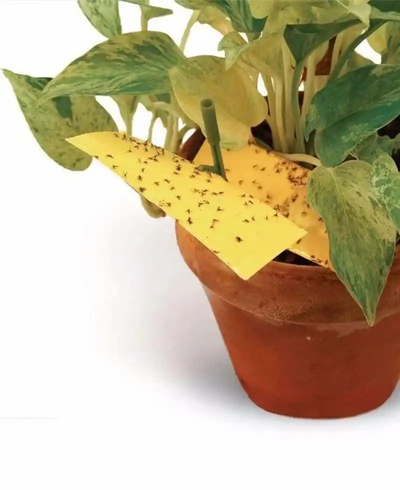 根治小黑飞的10大绝招 03小黑飞学名"尖眼蕈蚊",繁殖速度很快,以