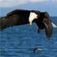 微信头像雄鹰展翅大全【点击鼠标右键下载】