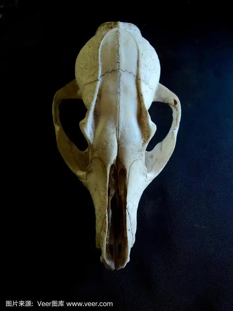 动物头骨的狐狸