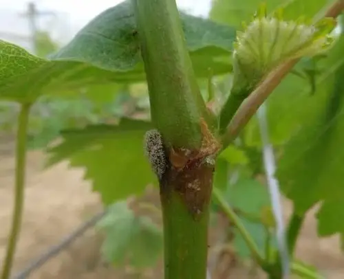 灰霉病长兴葡萄产业发展中最重要的病害