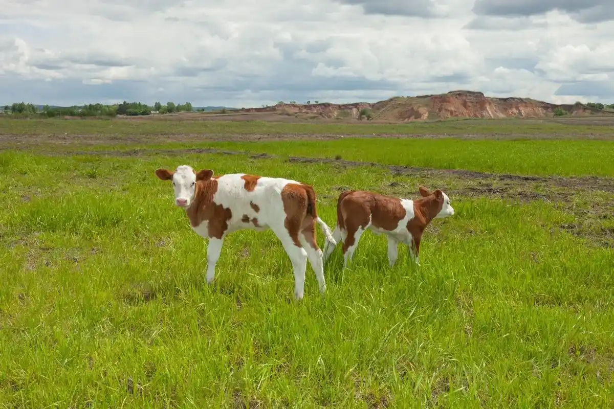 simmental西门塔尔牛.别名改良肉牛,中文学名西门塔尔 - 抖音