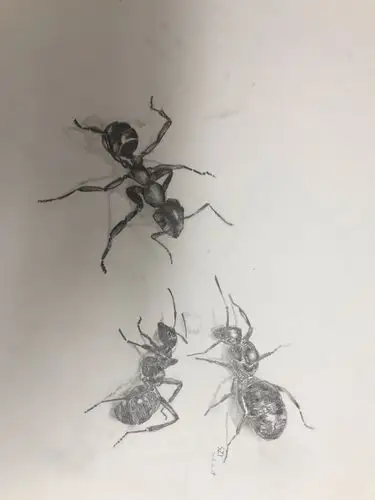 微画展第 236期——蚂蚁素描