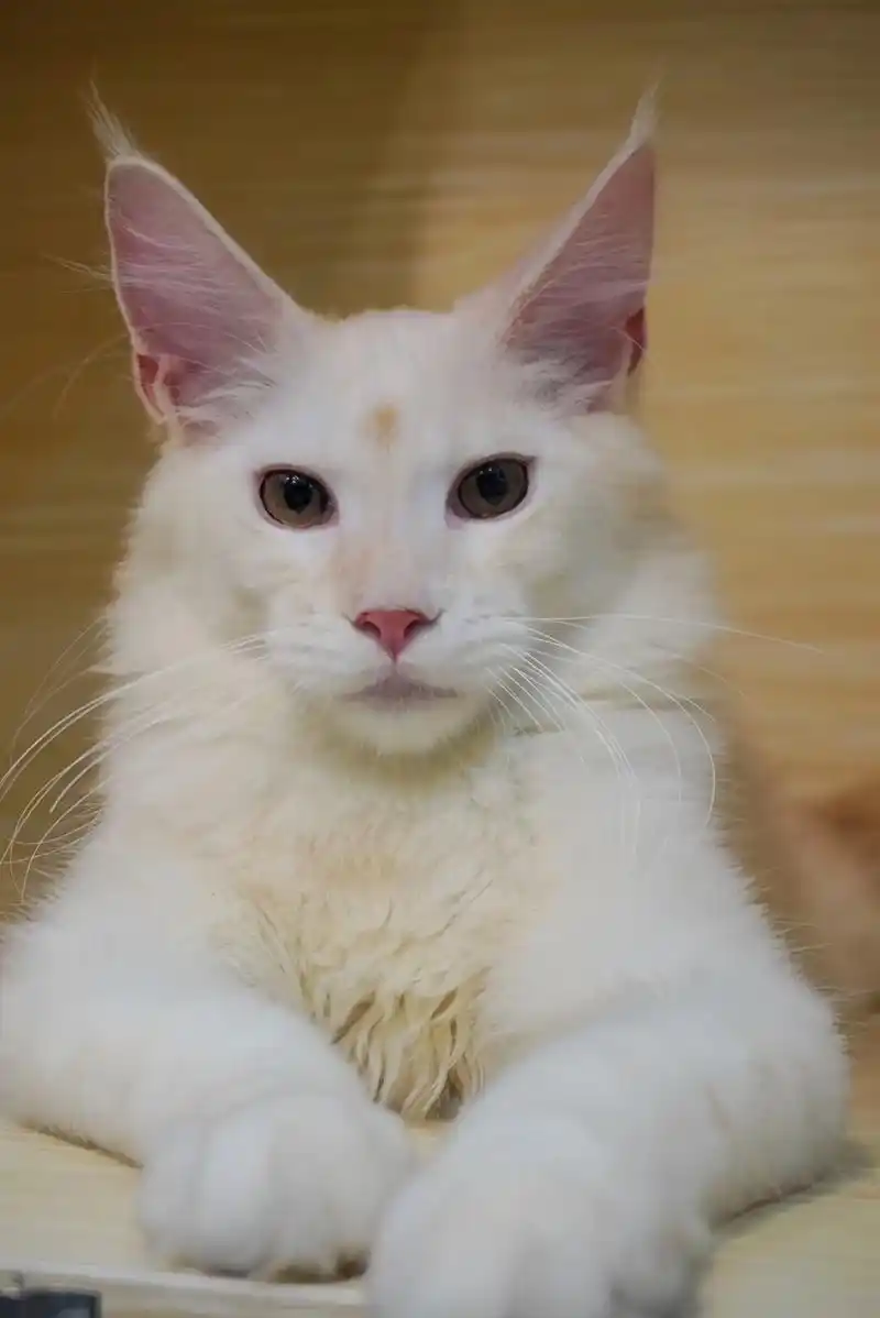 南宁泡芙喵mimi猫舍 粉丝 52 获赞 1453 关注 99精品凯米尔色缅因