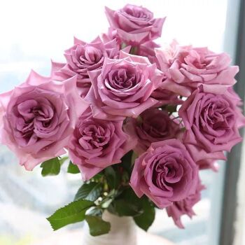 月季花苗耐热丰花重瓣多头四季开花庭院欧月玫瑰盆栽 紫霞仙子中苗