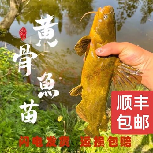 黄骨鱼苗黄颡鱼昂刺黄辣丁黄鸭叫黄骨鱼淡水养殖食用活体包邮