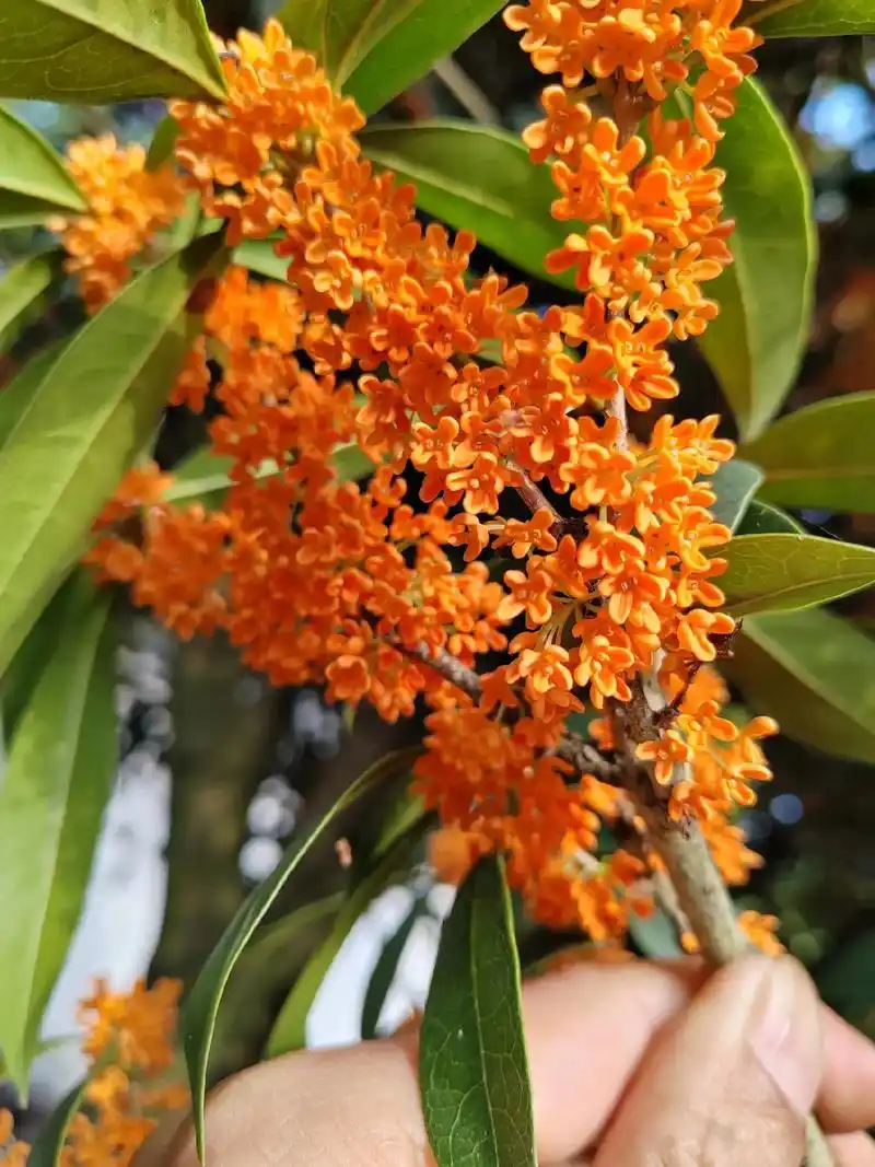 丛生状元红桂花,丛生状元红代表意义,是善良,是教养,是包容, - 抖音