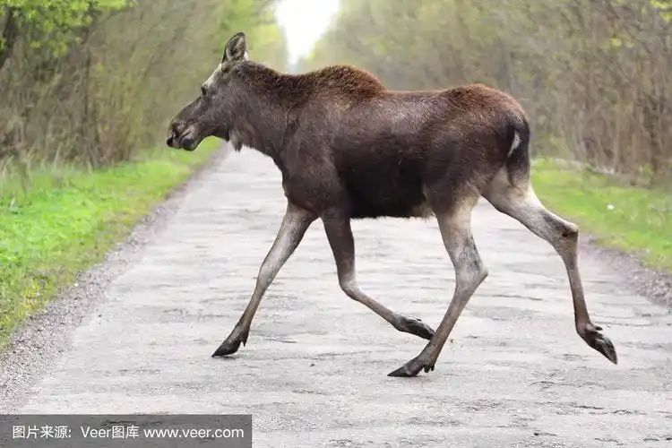 单雌驼鹿-欧亚麋鹿-穿越森林道路