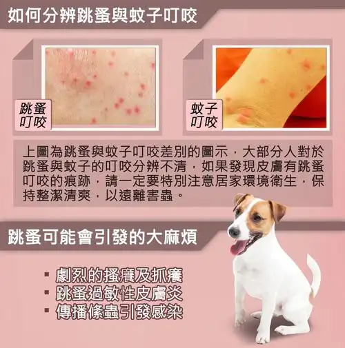 digimax带您认识跳蚤与蚊子叮咬的差别