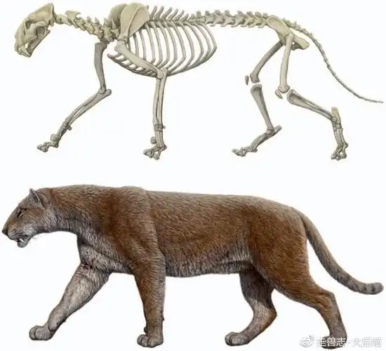 探秘洪荒剑齿虎(下):800万年北美风云