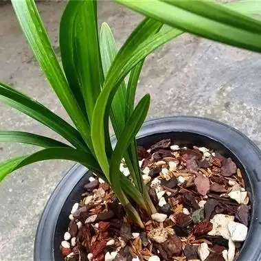 大宽叶春兰圆头新种荷瓣 - 中国兰花交易网