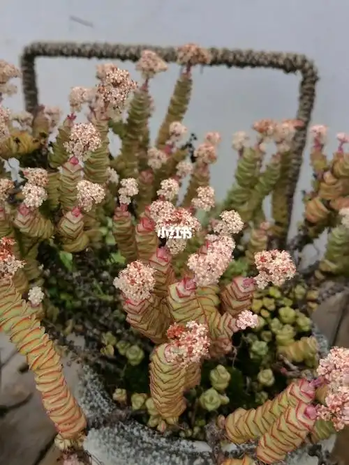 多肉钱串子开花也很美呢