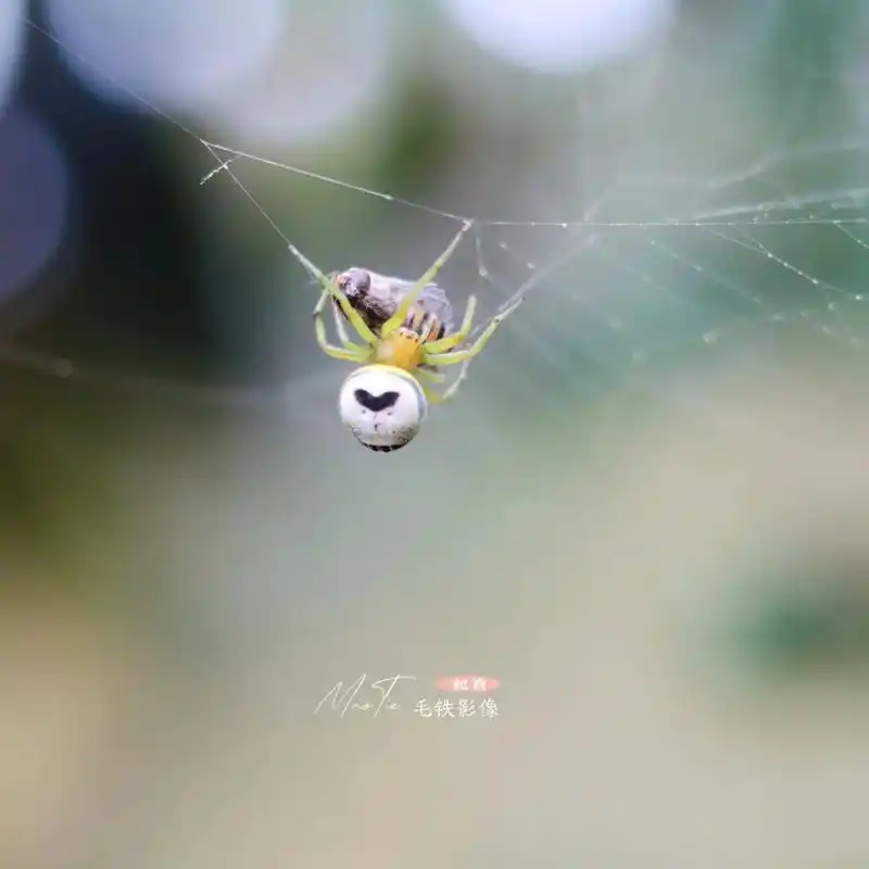 爱心鬼脸蜘蛛,正在打包食物.#荆门 #摄影 #抖音图文来了  - 抖音