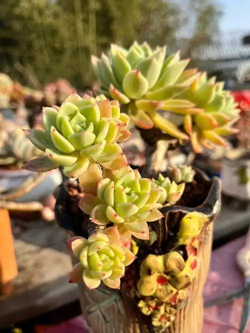 多肉植物三色堇