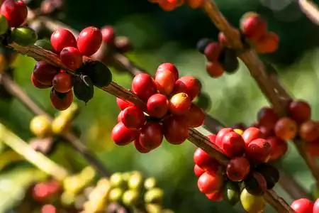 和洗涤方法咖啡豆,湿法发酵洗涤法有根和豆类的羽扇豆植物的一部分