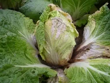 大白菜软腐病潜伏期长发病重单一方法防不住综合防治才有效