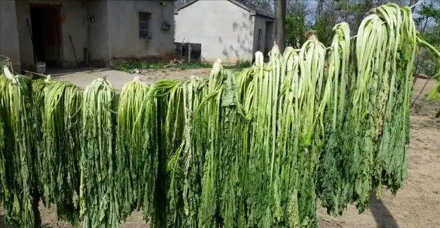 春天草地里野腊菜,一招教你腌制成美味的咸菜,配肉炒特别香__财经头条