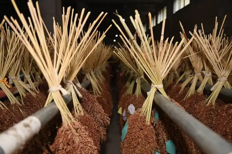 t系列高粱是什么"来头"