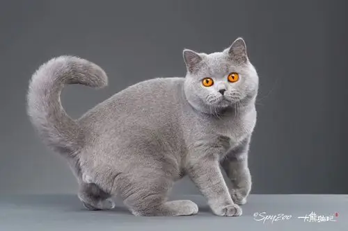 蓝猫深受喜欢的原因是什么 | 懒猫房子英短缅因猫舍