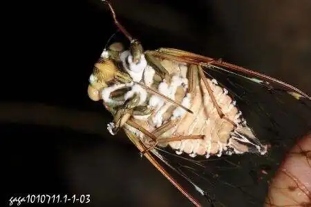 雌蝉腹部没有发生器