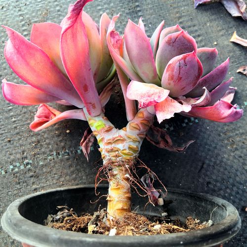 多肉植物绮罗老桩10cm多肉植物