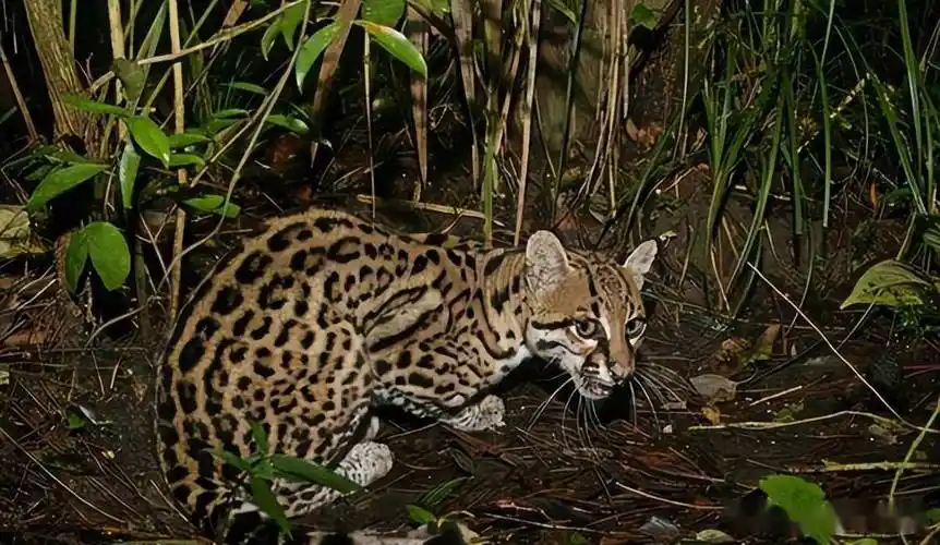 云南元江发现"石虎",性情凶猛残暴,跑到村民家中咬死30多只鸡