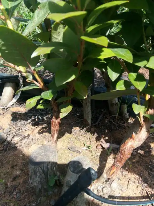 侧芽砧木和同等围度接穗嫁接效果!