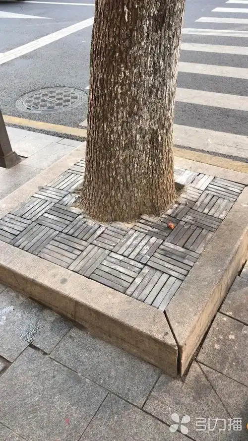 小小树坑成风景!苏州多条城区道路打造树穴景观